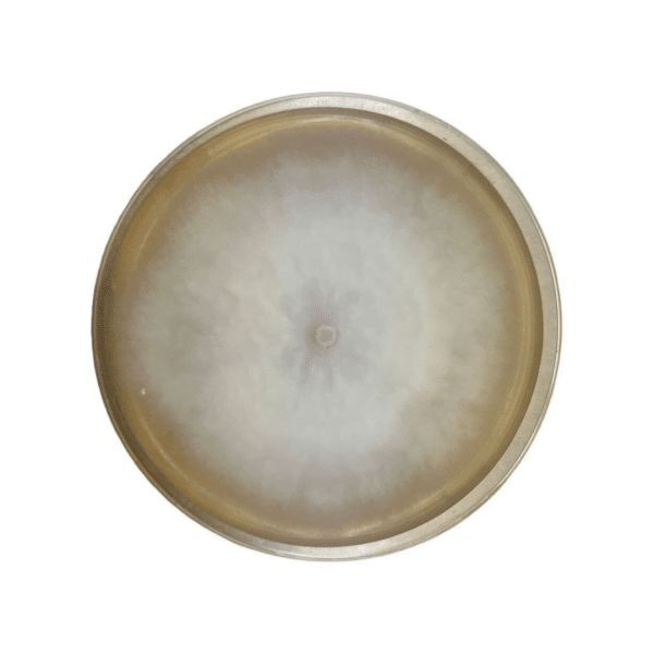A Colonised Mushroom Culture On Agar Plate (Shaggy Mane | Coprinus comatus) with a circular, fuzzy white colony growing on the agar surface.