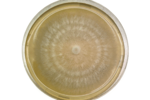 A petri dish with a circular, fuzzy fungal colony growing on a yellowish agar surface.