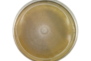 A petri dish with a circular, fuzzy fungal colony growing on yellowish agar.