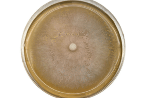 Top view of a petri dish with a round, fuzzy mould colony growing on yellowish agar.