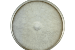 A round petri dish with dense white mould or fungal growth covering the entire surface.
