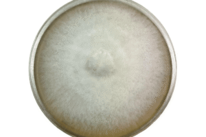 White mould colony growing in a circular pattern on a petri dish, viewed from above.