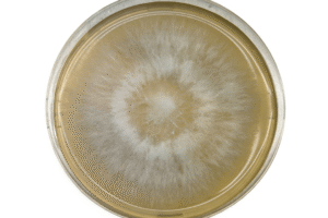 Petri dish with a circular, fuzzy white and brown mould colony growing on nutrient agar.