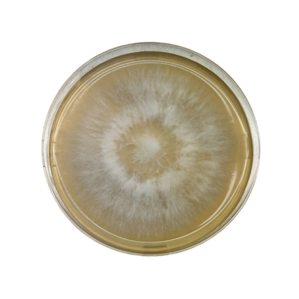 Petri dish with a circular, fuzzy white and brown mould colony growing on nutrient agar.