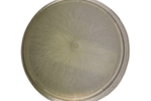 Round petri dish with white, fuzzy mould colony growing symmetrically on a clear agar surface.