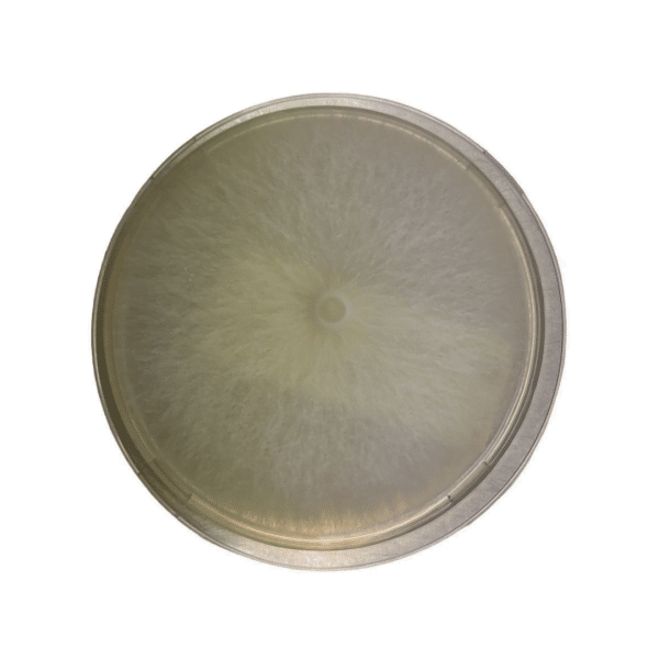 Round petri dish with white, fuzzy mould colony growing symmetrically on a clear agar surface.