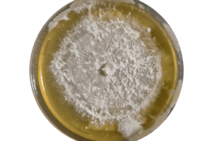 A petri dish with white mould growing on yellow agar, showing a circular pattern of fungal colonies.