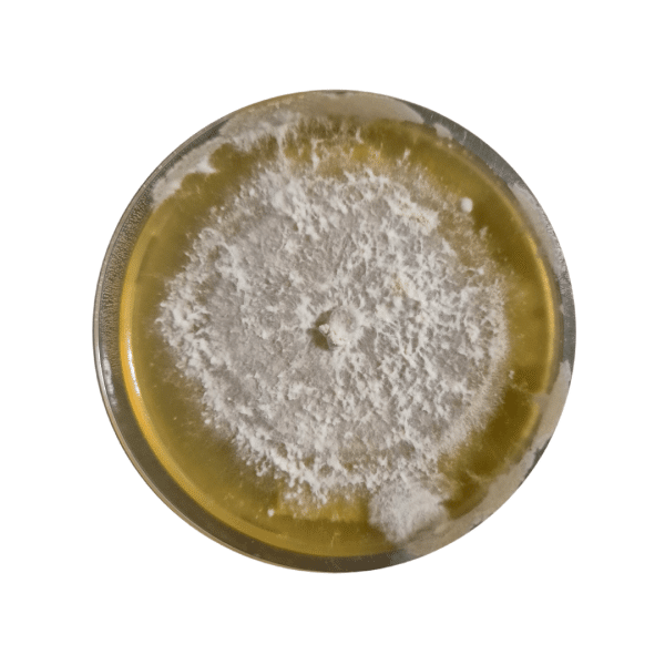 A petri dish with white mould growing on yellow agar, showing a circular pattern of fungal colonies.
