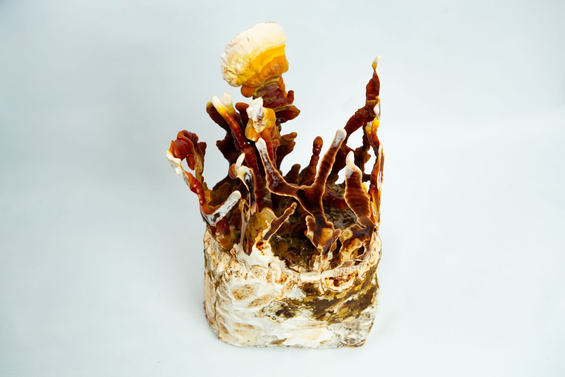 A cluster of reddish-brown and white mushrooms grows from a textured base, possibly thriving with the help of the CO2 Generator Bag 3kg, set against a plain white background.