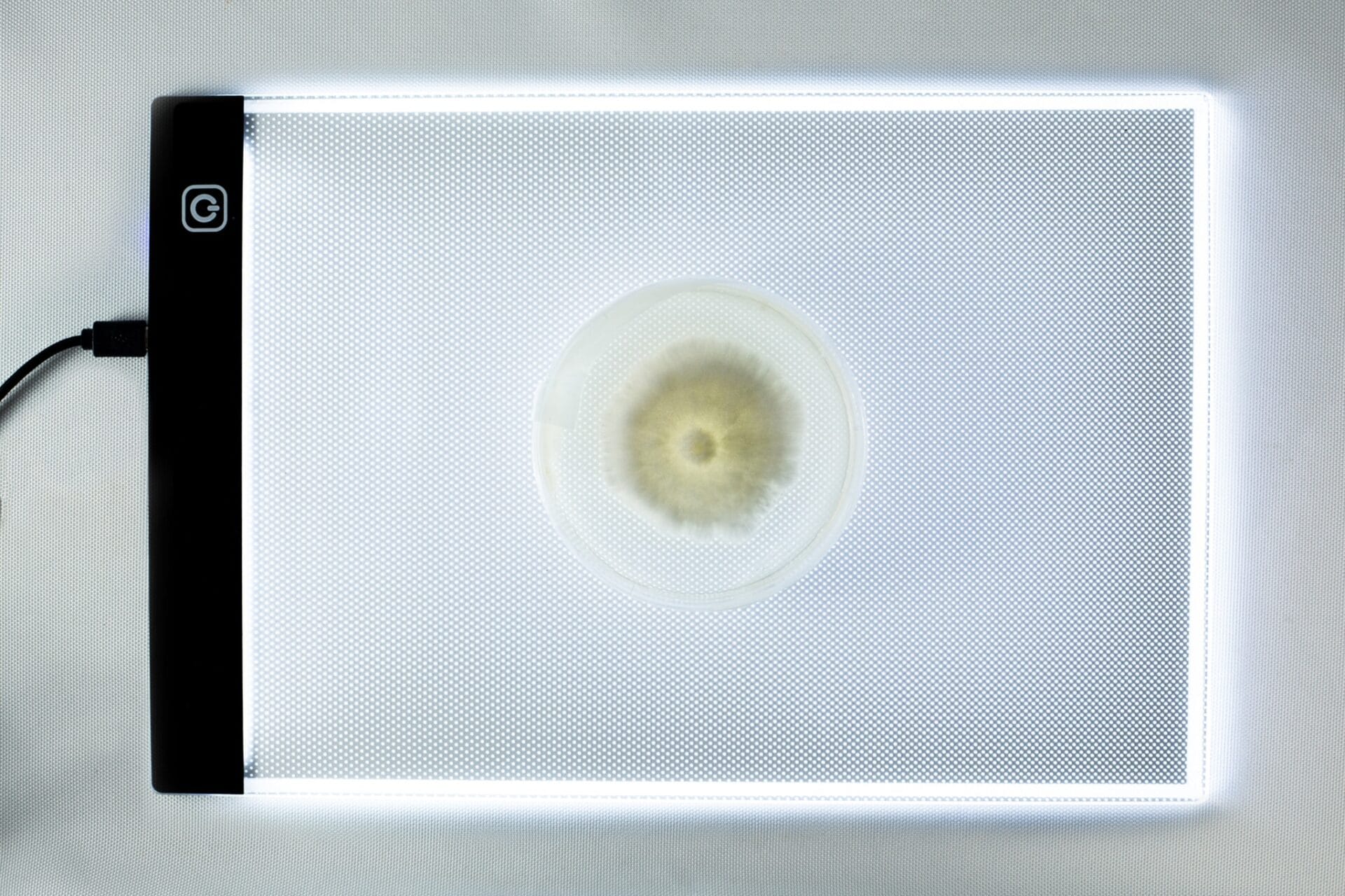 A petri dish with mould sits on a lit tablet or light box, viewed from above.