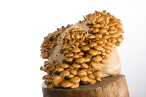A cluster of Nameko (Pholiota microspora) mushrooms grown from Log Dowel Mushroom Plug Spawn on a loaf of bread, set atop a wooden surface with a white backdrop.