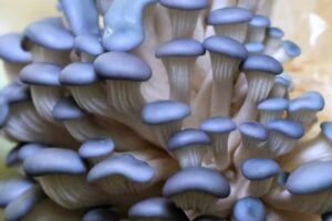 Close-up of clustered Blue Pearl Oyster mushrooms (Pleurotus columbinus) with smooth, curved caps and pale stems grown from Log Dowel Mushroom Plug Spawn.