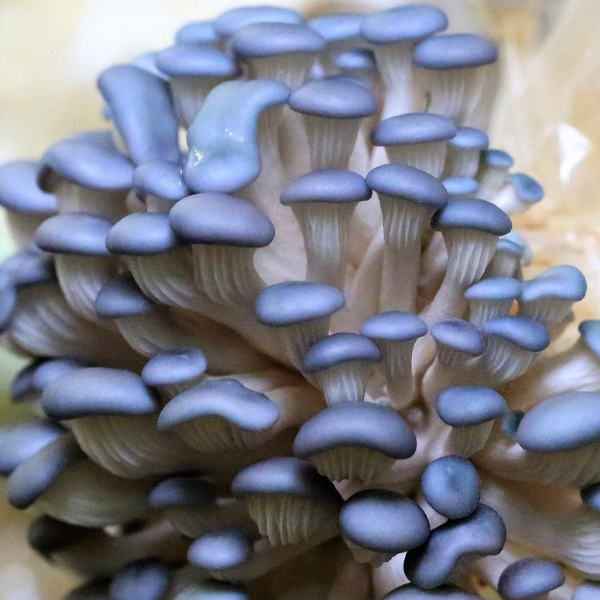 Close-up of clustered Blue Pearl Oyster mushrooms (Pleurotus columbinus) with smooth, curved caps and pale stems grown from Log Dowel Mushroom Plug Spawn.