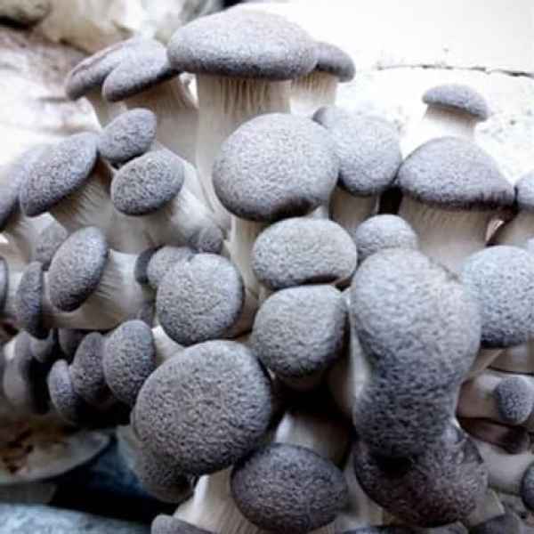 A cluster of Black King Oyster mushrooms (Pleurotus ostreatus-hybrid) with round caps and thick stems, grown closely together from Log Dowel Mushroom Plug Spawn.