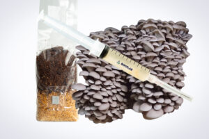 The Pearl Oyster Mushroom Grow Kit is shown on a white background with its included syringe, substrate bag, and a cluster of grey oyster mushrooms.
