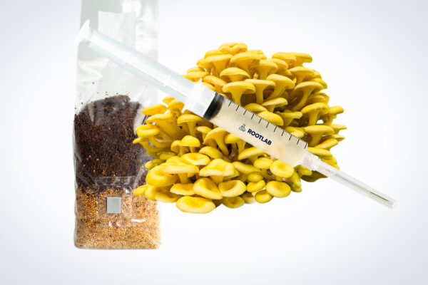 A syringe of Mushroom Liquid Culture | Yellow Oyster | Pleurotus citrinopileatus sits next to a substrate bag for mushroom cultivation.