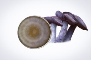 The Colonised Mushroom Culture On Agar Plate | Swordbelt | Agrocybe aegerita features close-up purple mushrooms and a visible circular spore print—perfect for mushroom observation or transferring spores onto agar.