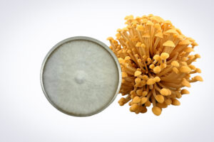 Colonised Mushroom Culture On Agar Plate | Swordbelt | Agrocybe aegerita is displayed next to fresh Agrocybe aegerita mushrooms on a white background.