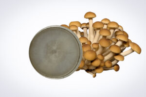A cluster of brown mushrooms stands behind a Colonised Mushroom Culture On Agar Plate | Swordbelt | Agrocybe aegerita, with white fungal growth visible on the agar plate.