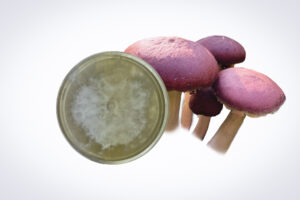 A Colonised Mushroom Culture On Agar Plate | Swordbelt | Agrocybe aegerita is displayed next to purple mushrooms on a white background, showcasing the mushroom culture process using an agar plate.