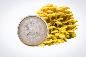 Close-up of a Yellow Oyster (Pleurotus citrinopileatus) mushroom cluster with a petri dish of white mycelium beside it—ideal for starting your own Mushroom Liquid Culture | Yellow Oyster | Pleurotus citrinopileatus.