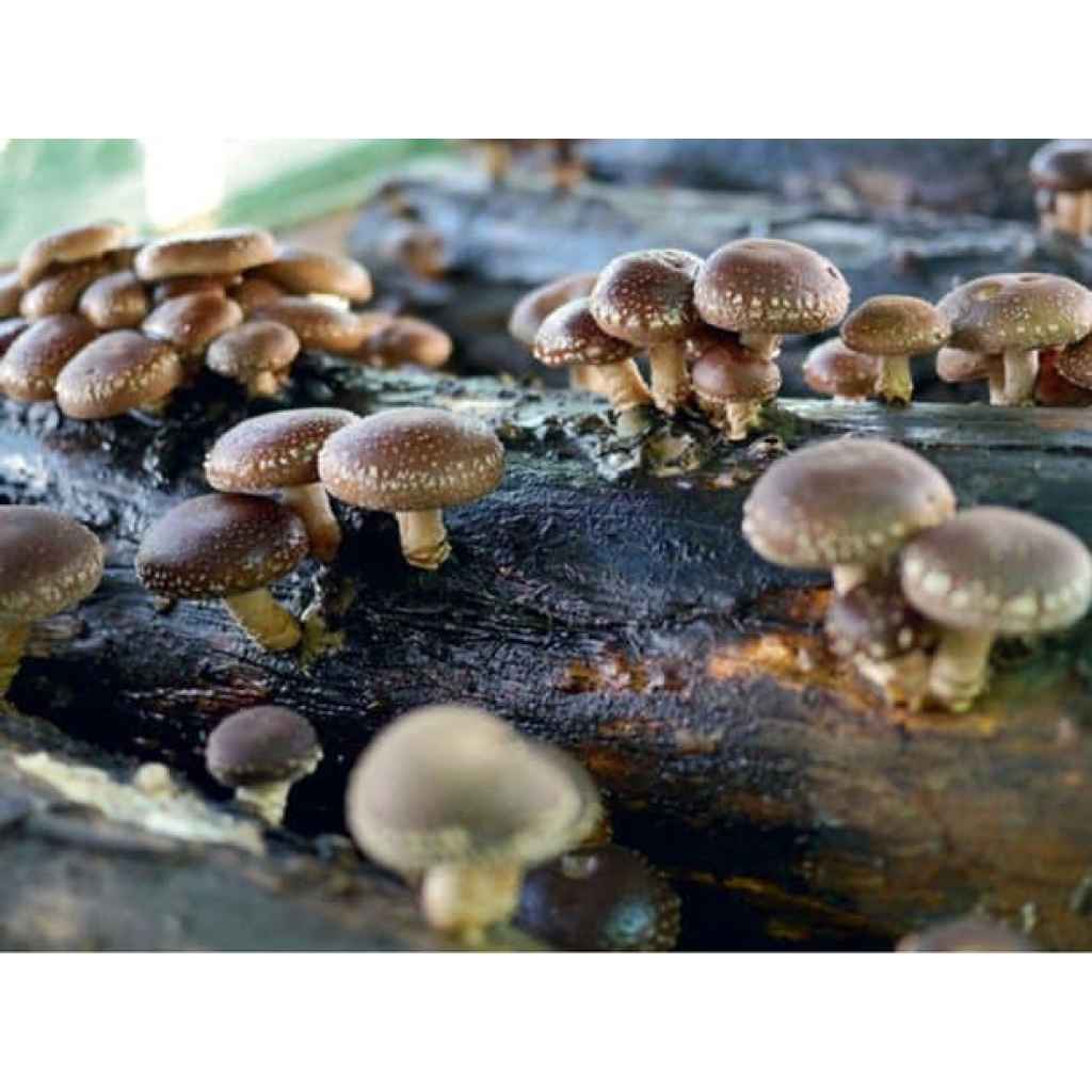 How to grow mushrooms on logs and select ideal trees in Australia? 7 Shiitake mushrooms growing on logs.
