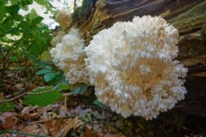 A white fungus, like those cultivated with the Coral Tooth Mushroom Grow Kit, is growing on a tree.