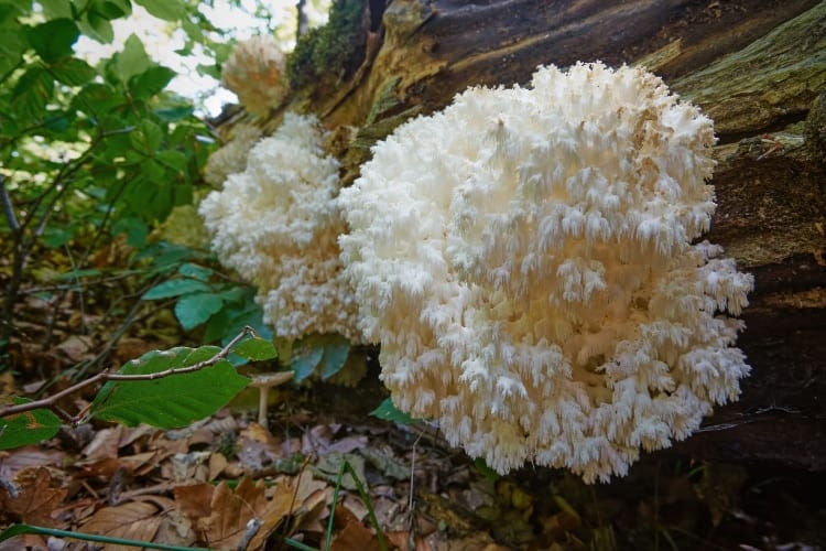 A white fungus, like those cultivated with the Coral Tooth Mushroom Grow Kit, is growing on a tree.