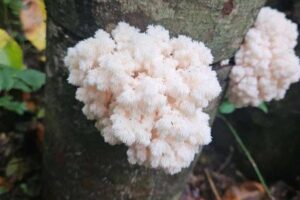 Coral Tooth (Hericium coralloides) mushrooms, known for their white, fluffy clusters, can be grown by inoculating logs with this 3kg sawdust spawn—ideal for cultivating on tree trunks in a forest environment.