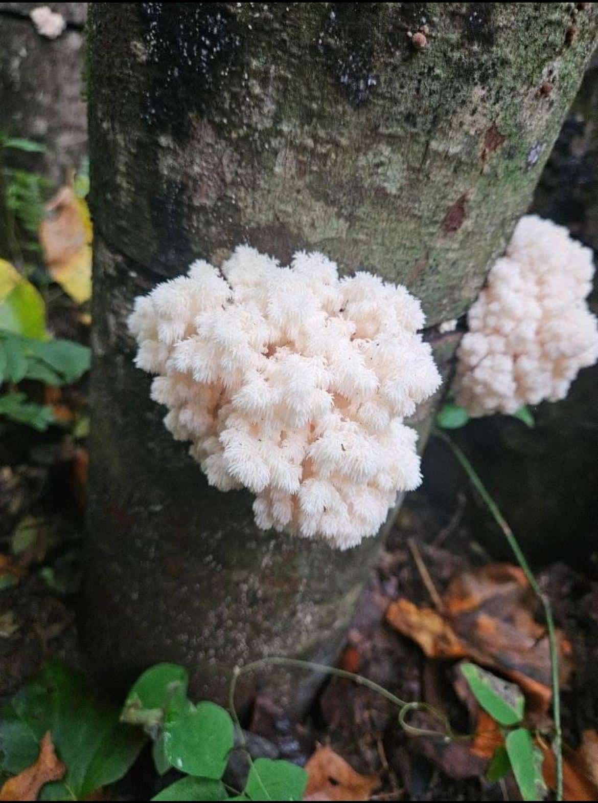 Coral Tooth (Hericium coralloides) mushrooms, known for their white, fluffy clusters, can be grown by inoculating logs with this 3kg sawdust spawn—ideal for cultivating on tree trunks in a forest environment.