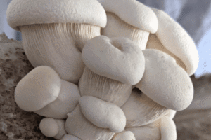 White Elf (Pleurotus nebrodensis) Colonised Mushroom Culture on Agar Plate features a dense cluster of white oyster mushrooms growing together on substrate, perfect for cultivation and research.