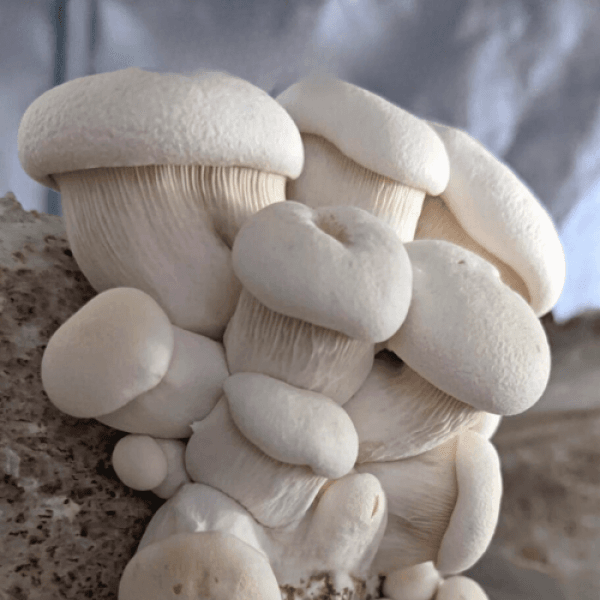 White Elf (Pleurotus nebrodensis) Colonised Mushroom Culture on Agar Plate features a dense cluster of white oyster mushrooms growing together on substrate, perfect for cultivation and research.