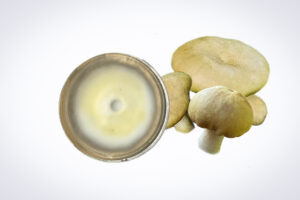 A Colonised Mushroom Culture On Agar Plate (Swordbelt | Agrocybe aegerita) is displayed on a white background, highlighting the technique and artistry of cultivating this unique mushroom species.