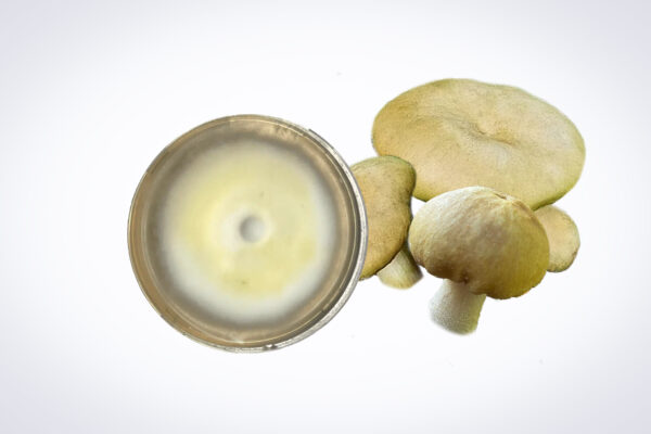 A Colonised Mushroom Culture On Agar Plate (Swordbelt | Agrocybe aegerita) is displayed on a white background, highlighting the technique and artistry of cultivating this unique mushroom species.