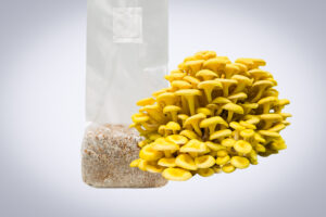 A cluster of yellow mushrooms, grown from Yellow Oyster Mushroom Spawn (Pleurotus citrinopileatus), emerges from a clear substrate-filled bag against a white background.