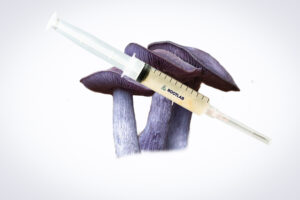 A syringe atop three purple Auricularia auricula-judae (Wood Ear) mushrooms against a light background—ideal for preparing Mushroom Liquid Culture | Wood Ear | Auricularia auricula-judae.