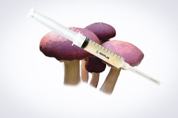 A Mushroom Liquid Culture | Wood Ear | Auricularia auricula-judae syringe is displayed above three red-capped mushrooms and wood ear (Auricularia auricula-judae) on a white background.