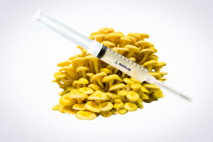 The Mushroom Liquid Culture | Yellow Oyster | Pleurotus citrinopileatus is shown in a syringe placed on fresh yellow oyster mushrooms, set against a white background.