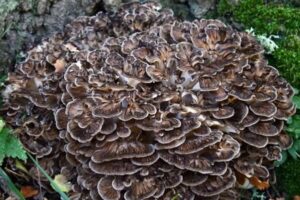 Maitake Mushroom Australia