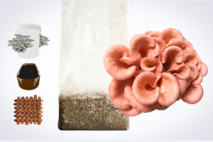 The Sawdust spawn for mushroom Garden bed and bucket – 3kg | Pink Oyster (Pleurotus djamor) is displayed with a mushroom kit, brown dowels, and a growing tray on a white background.