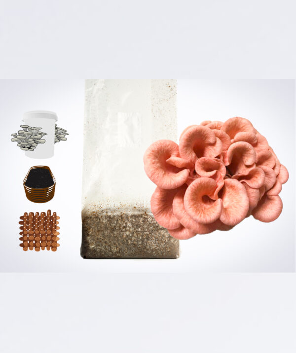 The Sawdust spawn for mushroom Garden bed and bucket – 3kg | Pink Oyster (Pleurotus djamor) is displayed with a mushroom kit, brown dowels, and a growing tray on a white background.
