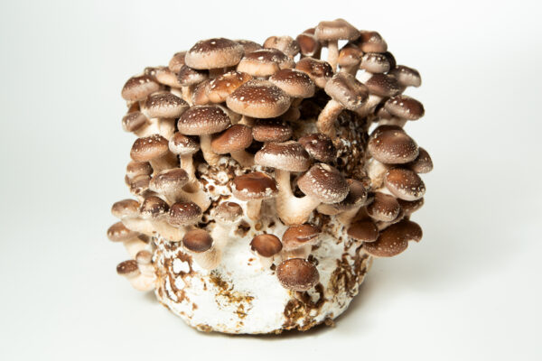 A cluster of brown shiitake mushrooms (Lentinula edodes) grows from a white substrate, cultivated with Shiitake Mushroom Spawn (3782) | Lentinula edodes, against a plain white background.
