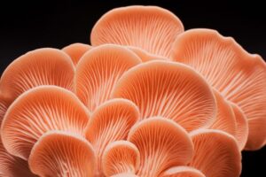 Pink Oyster Mushroom (Pleurotus djamor)