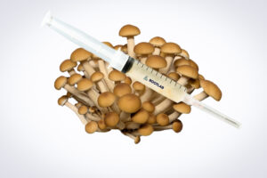 A syringe of Mushroom Liquid Culture | Swordbelt | Agrocybe aegerita is displayed on a cluster of brown mushrooms against a white background.
