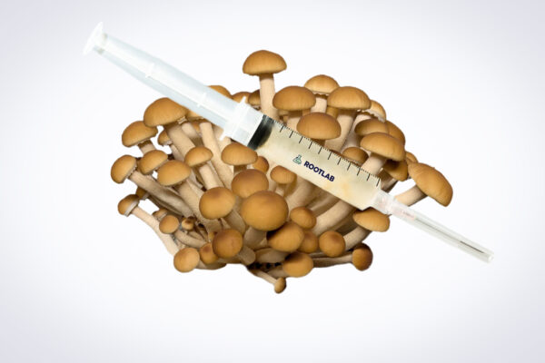 A syringe of Mushroom Liquid Culture | Swordbelt | Agrocybe aegerita is displayed on a cluster of brown mushrooms against a white background.