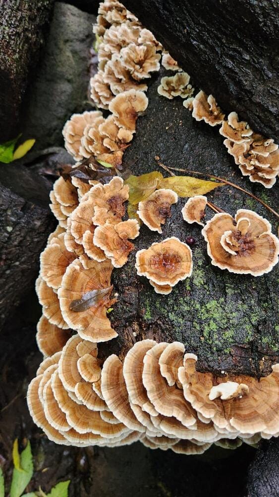 Native Turkey Tail (Trametes versicolor) mushroom plugs growing as a brown and white cluster on a dark, mossy log.
