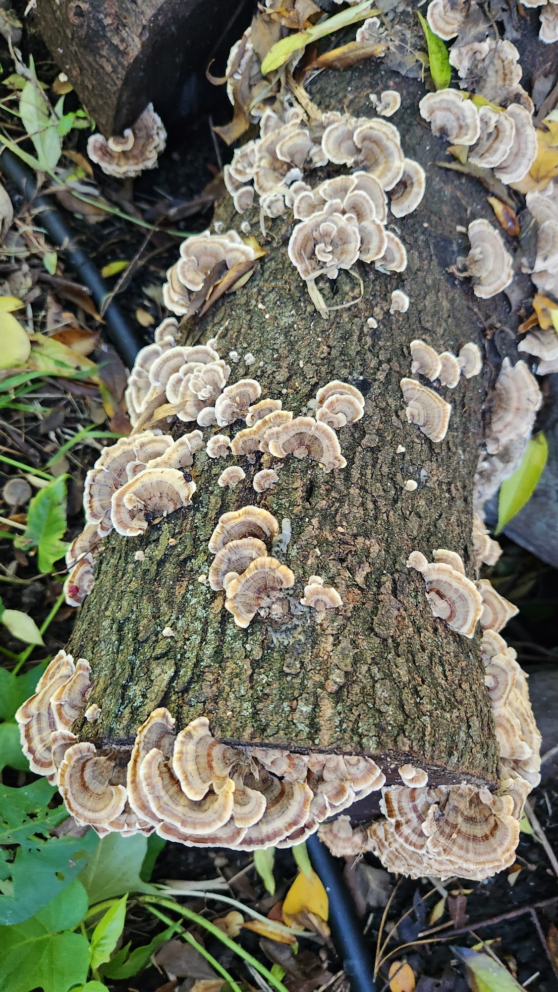 Clusters of native turkey tail (Trametes versicolor) mushrooms, grown from Log Dowel Mushroom Plug Spawn, appear on a fallen log amid green leaves.