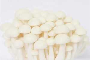 A cluster of Ivory Shimeji (Hypsizygus tessulatus) from Log Dowel Mushroom Plug Spawn features smooth white caps and stems, shown against a plain white background.