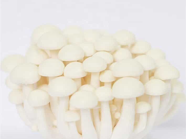 A cluster of Ivory Shimeji (Hypsizygus tessulatus) from Log Dowel Mushroom Plug Spawn features smooth white caps and stems, shown against a plain white background.