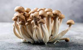 Cluster of Brown Shimeji (Hypsizygus tessulatus) mushrooms with long white stems grown from Log Dowel Mushroom Plug Spawn on a grey surface.